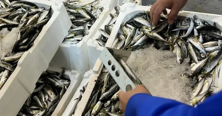 Izmir il tarimdan su urunlerine siki denetim GDEDCdxm