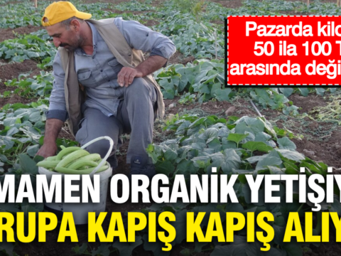Pazarda kilosu 50 ila 100 tl arasinda degisiyor tamamen organik yetisiyor avrupa kapis kapis m4scTUG8